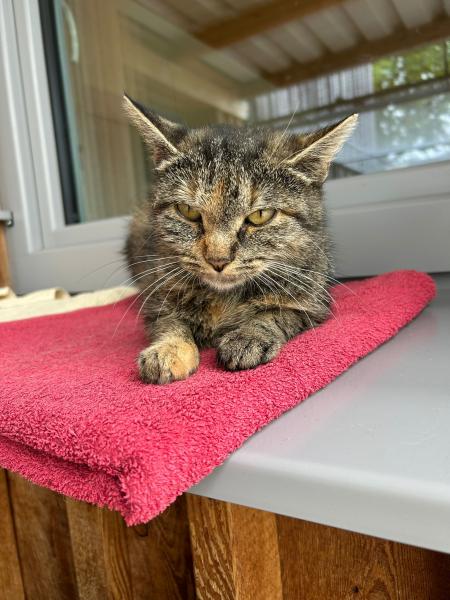 Europäische Hauskatze
